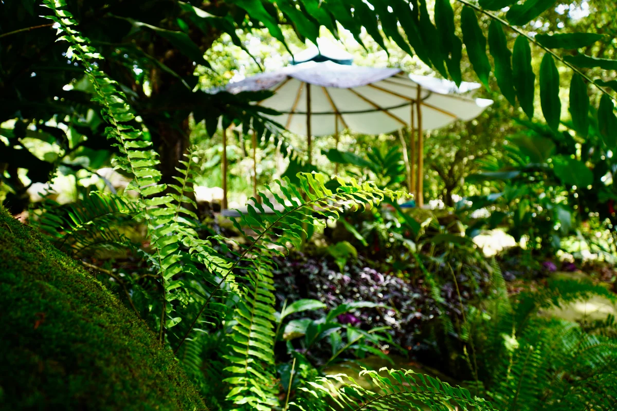 Ferns and garden beds around a shaded pavilion on the land at Awake